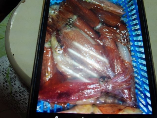 マイカ(ケンサキイカ)