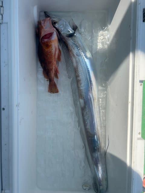 タチウオ・カサゴ