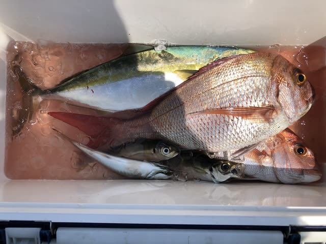 マダイ・コアジ(マアジ)・ハマチ(ブリ)