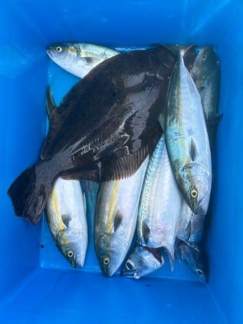 ツバス(ブリ)・サバ(マサバ)・ヒラメ