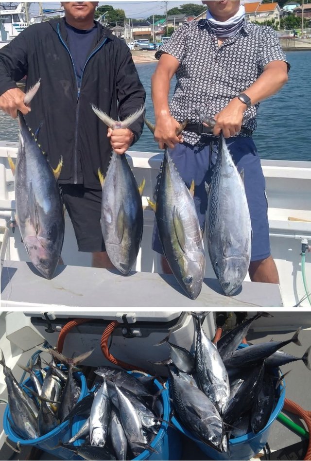 キメジ(キハダ)