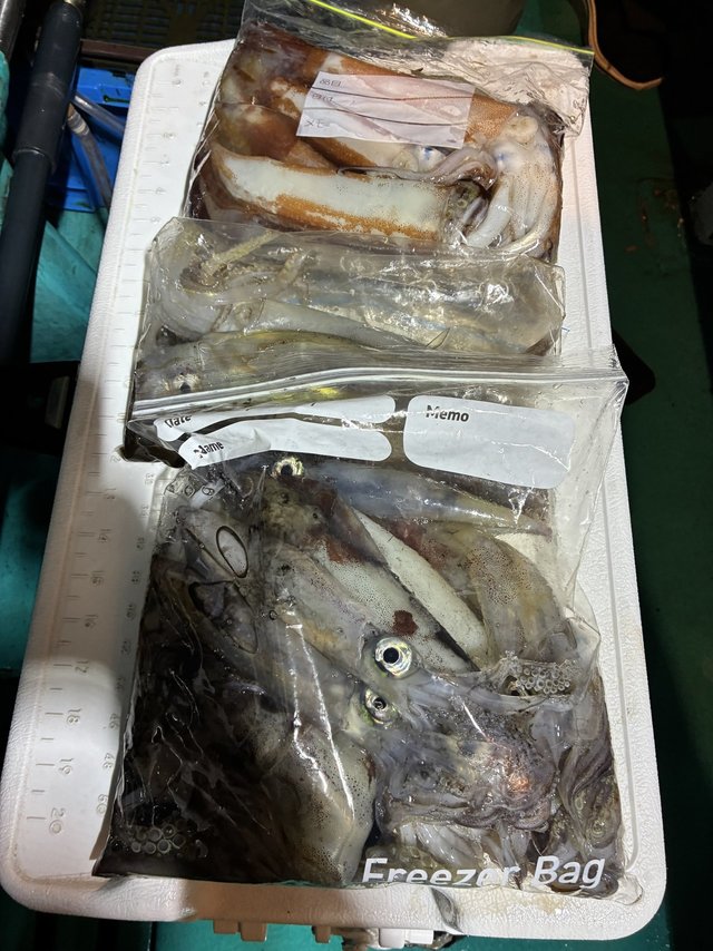 アカイカ(ケンサキイカ)