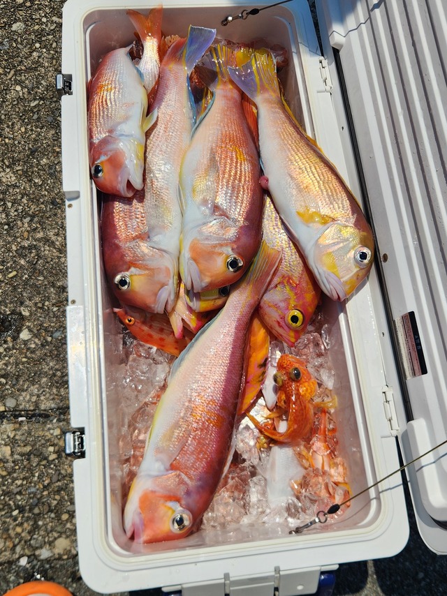 アマダイ(アカアマダイ)