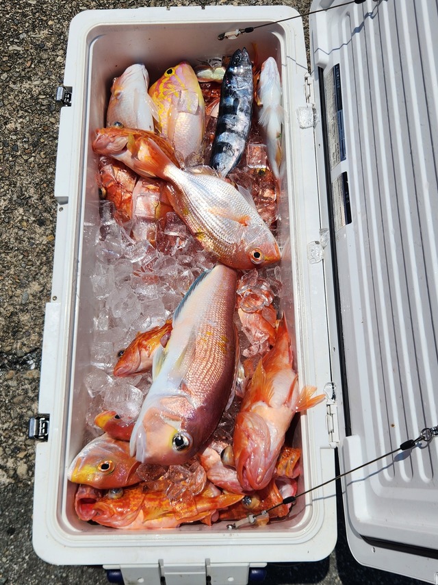 アマダイ(アカアマダイ)