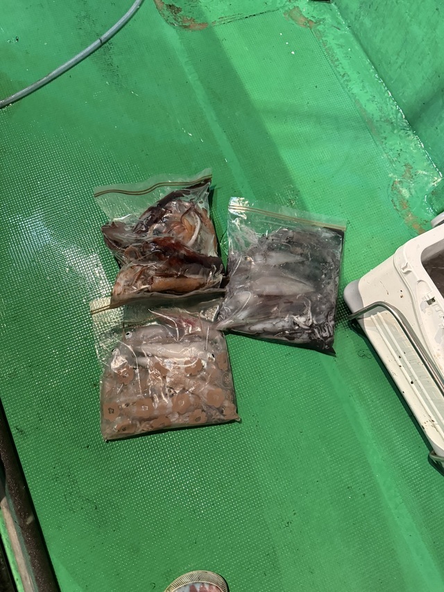 アカイカ(ケンサキイカ)・スルメイカ