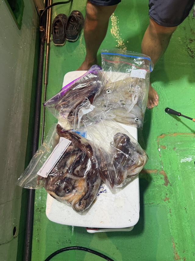 アカイカ(ケンサキイカ)・スルメイカ