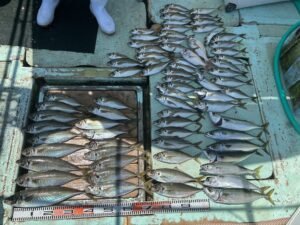 マアジ・マサバ