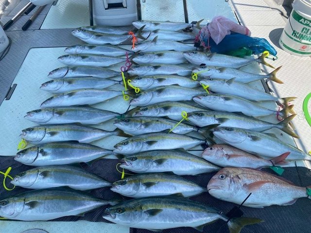 マダイ・ハマチ(ブリ)・タコ(マダコ)