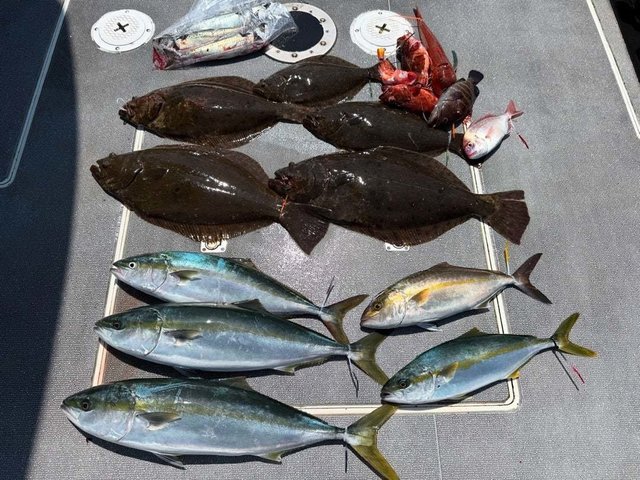 ハマチ(ブリ)・カサゴ・ヒラメ