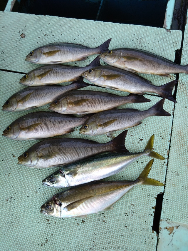 アジ(マアジ)・イサギ(イサキ)・サバ(マサバ)