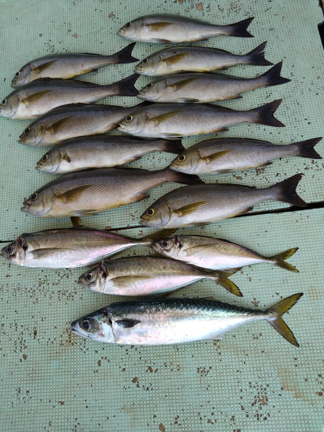 アジ(マアジ)・イサギ(イサキ)・サバ(マサバ)