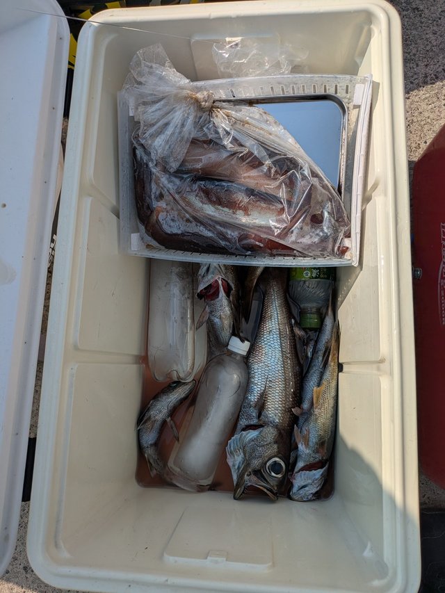 クロムツ・スルメイカ