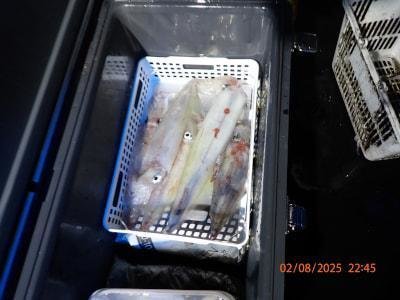 シロイカ(ケンサキイカ)