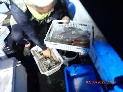 シロイカ(ケンサキイカ)