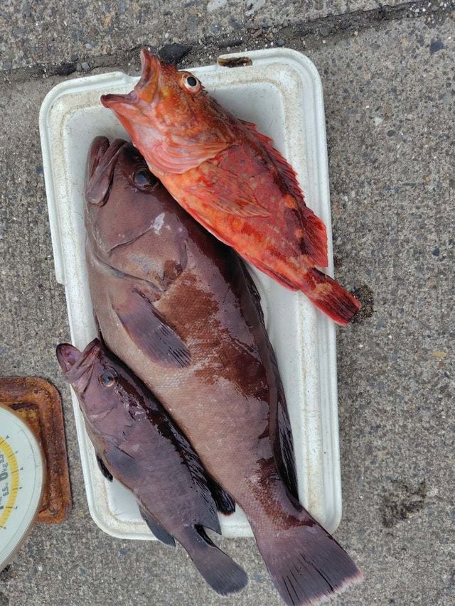 カサゴ・ハタ(マハタ)