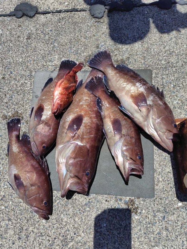 カサゴ・ハタ(マハタ)