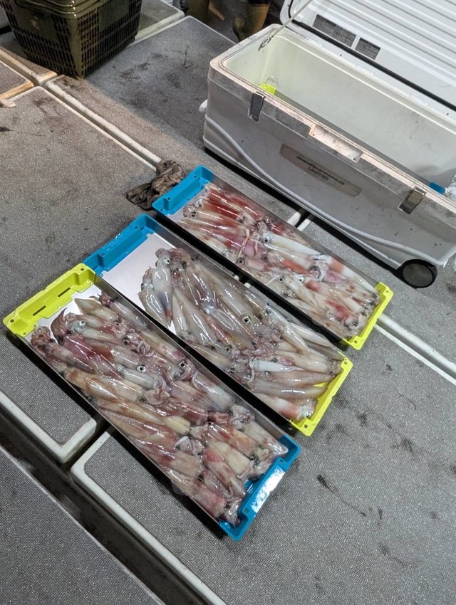 イカ(ケンサキイカ)