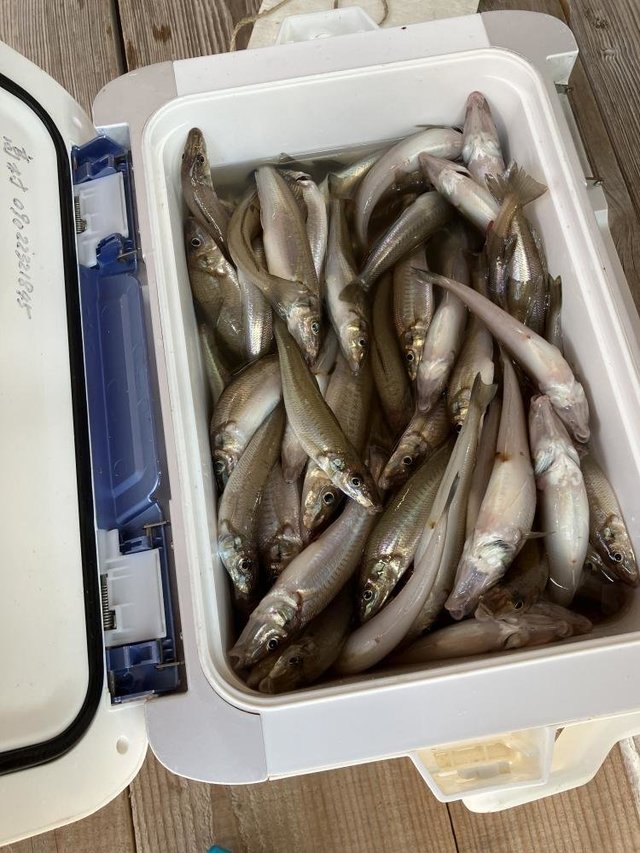 キス(シロギス)