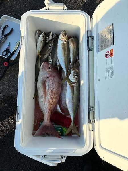 マダイ・アジ(マアジ)