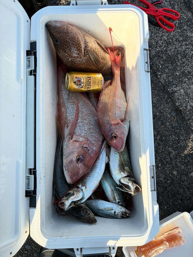 マダイ・アジ(マアジ)