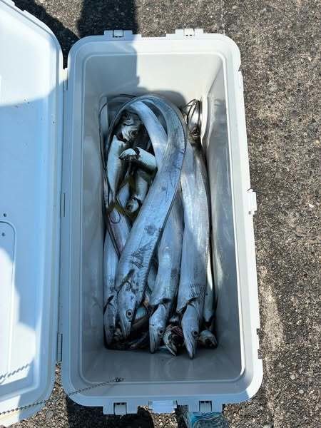 アジ(マアジ)・タチウオ