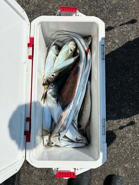 アジ(マアジ)・タチウオ