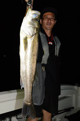 シーバス(スズキ)