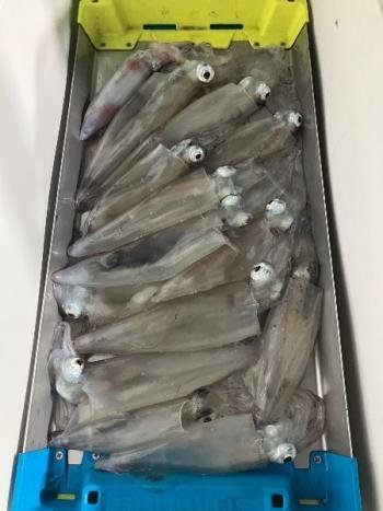 マイカ(ケンサキイカ)