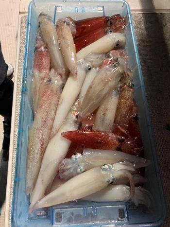 マイカ(ケンサキイカ)