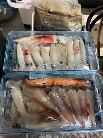 マイカ(ケンサキイカ)