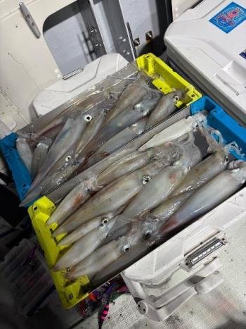 マイカ(ケンサキイカ)