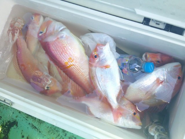 レンコダイ(キダイ)・アマダイ(アカアマダイ)