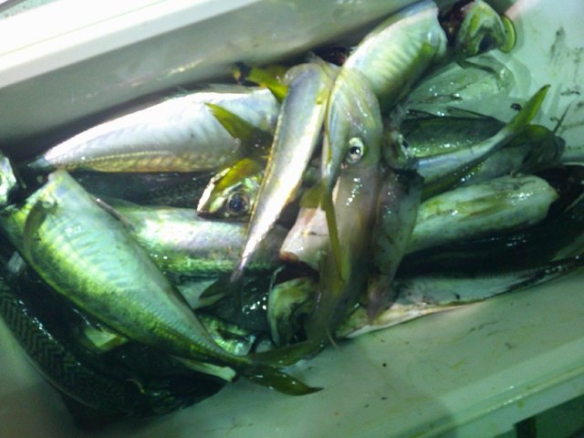 アジ(マアジ)・アカイカ(ケンサキイカ)