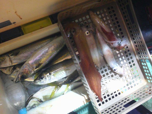 アジ(マアジ)・アカイカ(ケンサキイカ)・サバ(ゴマサバ)