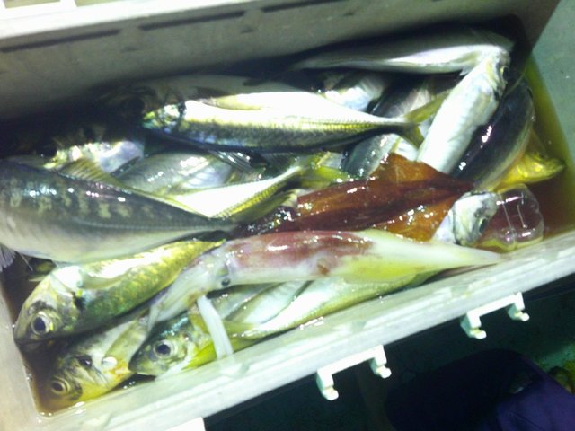 アジ(マアジ)・アカイカ(ケンサキイカ)