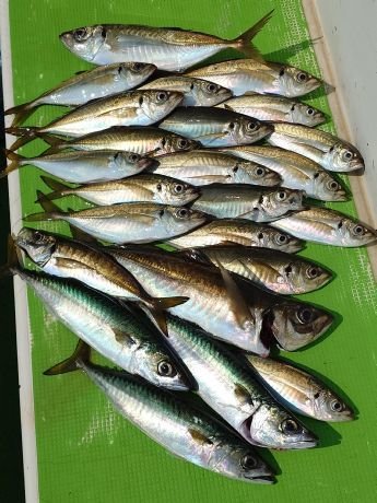 アジ(マアジ)・サバ(ゴマサバ)