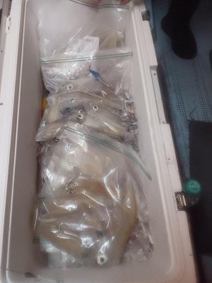 イカ(ケンサキイカ)