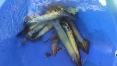 アカイカ(ケンサキイカ)・スルメイカ