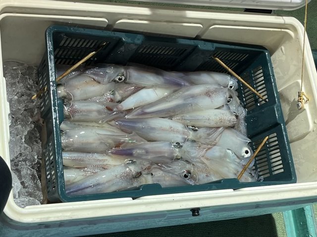 イカ(ケンサキイカ)