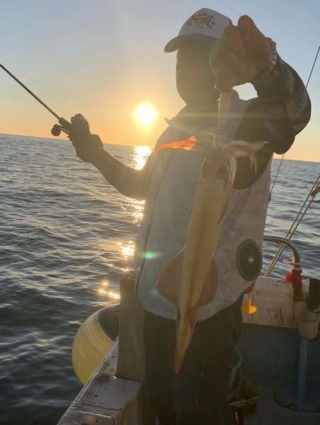 イカ(ヤリイカ)