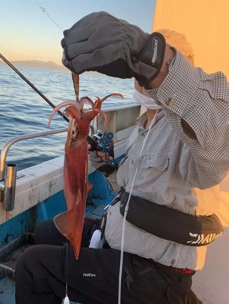 イカ(ヤリイカ)