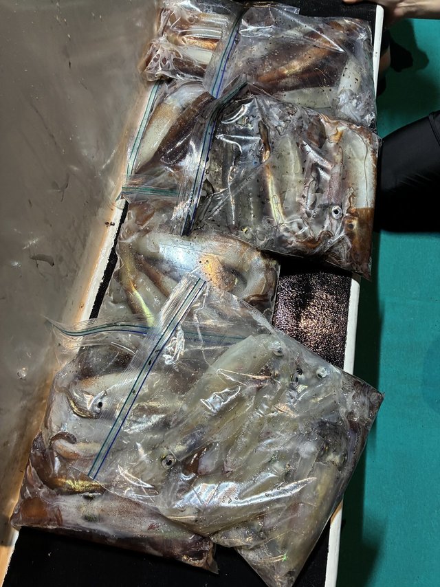 アカイカ(ケンサキイカ)