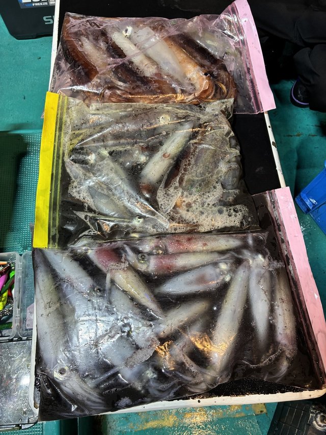 アカイカ(ケンサキイカ)