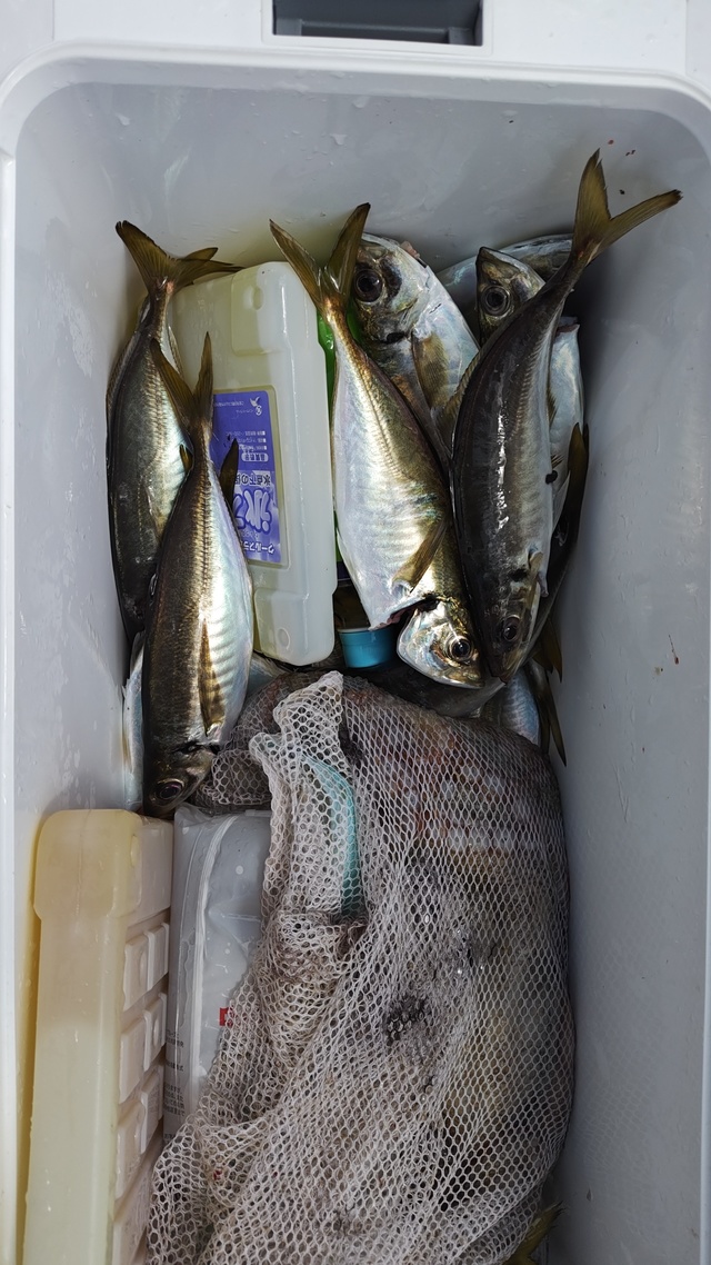 アジ(マアジ)・マダコ