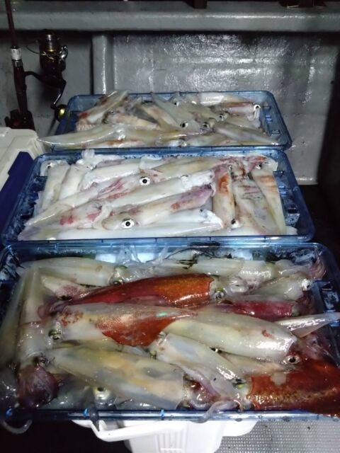 イカ(ヤリイカ)