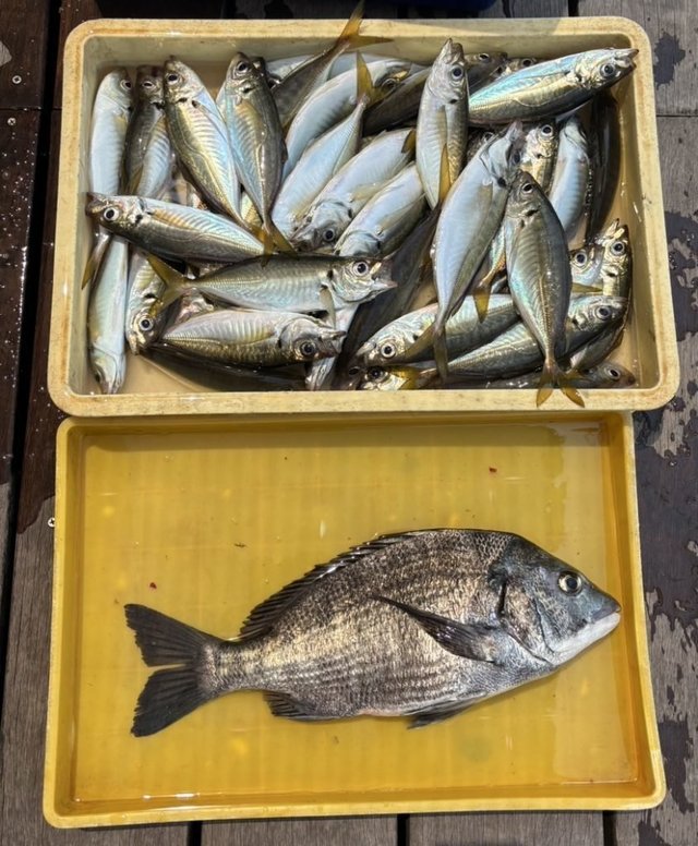 クロダイ・アジ(マアジ)