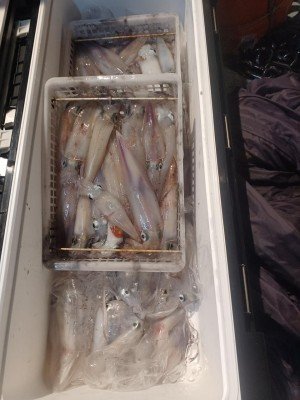 イカ(ケンサキイカ)