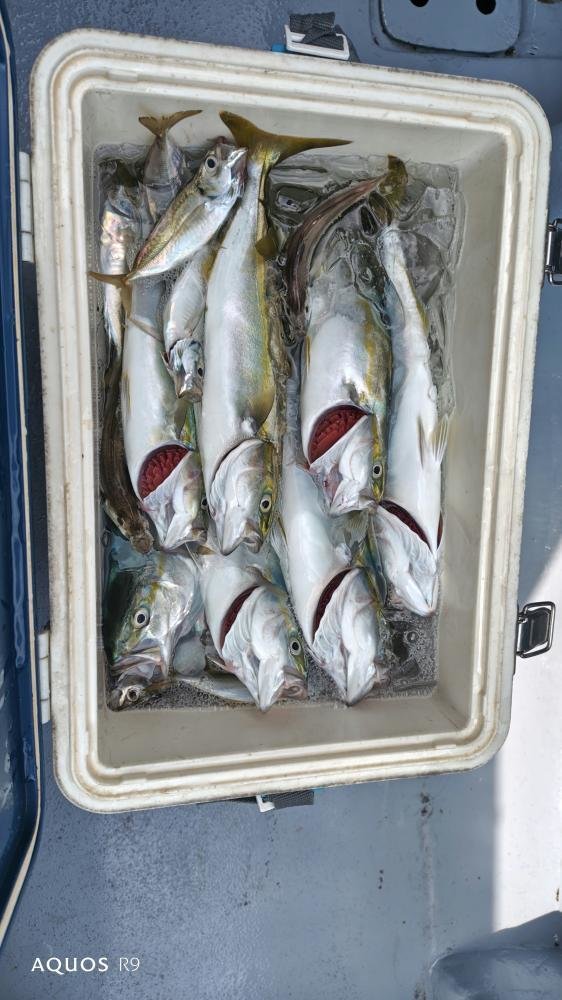 ソーダガツオ(ヒラソウダ)