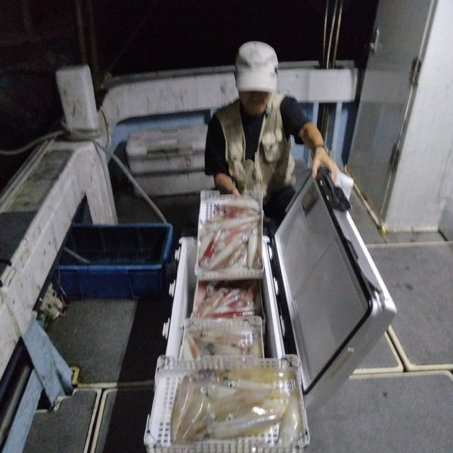 イカ(ヤリイカ)