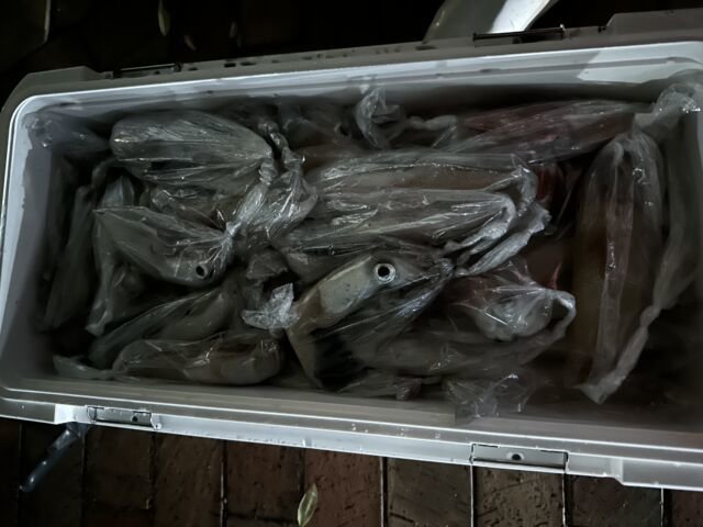 アカイカ(ケンサキイカ)